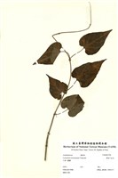 藏品(薄葉牛皮消)的圖片